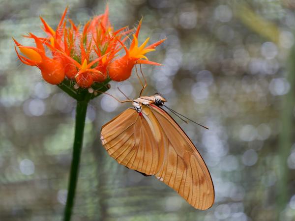 <h3><a href="/trips/costa-rica/biota/animalia/arthropoda/insecta/022 lepidoptera/033 nymphalidae heliconiinae/dryas iulia/dryas iulia-nl.html">Dryas&nbsp;iulia</a> / Julia&nbsp;heliconian / </h3>OM-1 Mark II met OLYMPUS M.150-400mm F4.5, 1/500 sec  bij F4.5, ISO 10000, afstand 2.23&nbsp;m